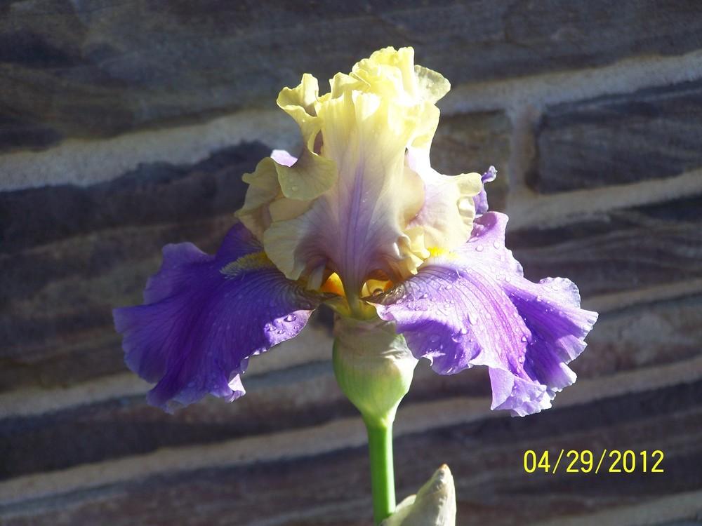 Photo of Tall Bearded Iris (Iris 'In Your Dreams') uploaded by Misawa77