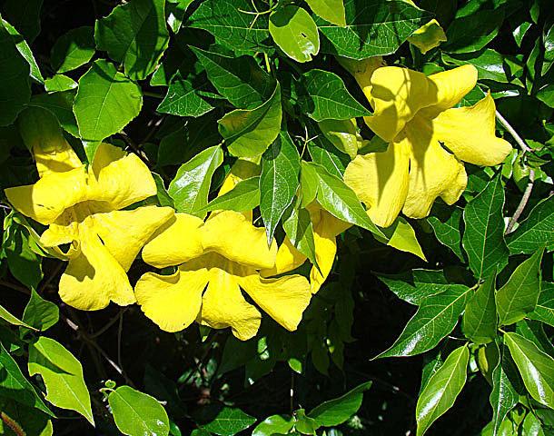 Photo of Cat's Claw Vine (Dolichandra unguis-cati) uploaded by admin