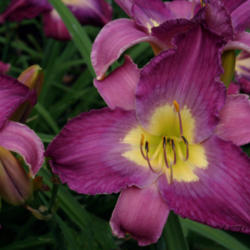 Location: home garden VA
Date: 2012-06-12