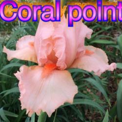 Location: Jones OK,
Date: 2014
Coral Point