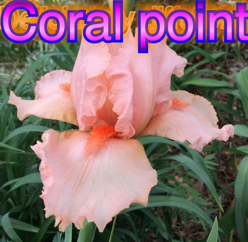 Photo of Tall Bearded Iris (Iris 'Coral Point') uploaded by kidfishing
