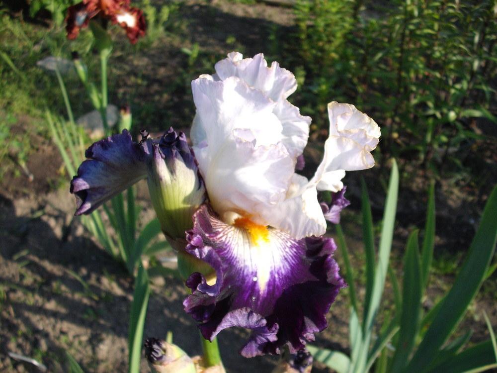 Photo of Tall Bearded Iris (Iris 'Publicity Stunt') uploaded by pasla3