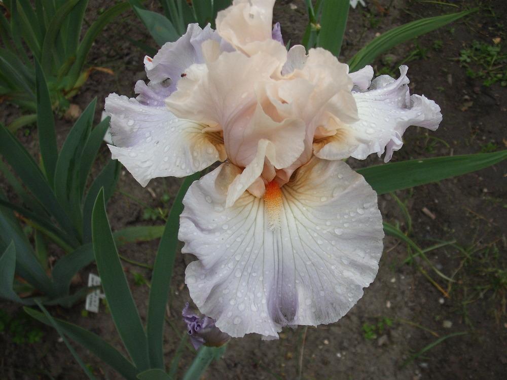 Photo of Tall Bearded Iris (Iris 'I Hope You Dance') uploaded by pasla3