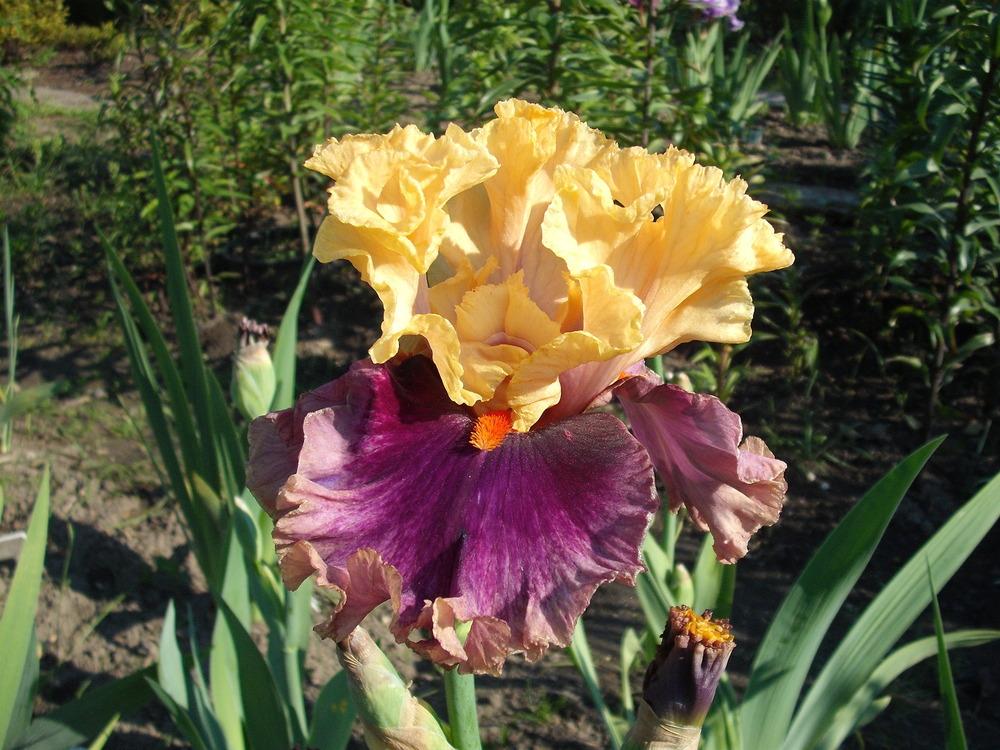 Photo of Tall Bearded Iris (Iris 'Hollywood Lights') uploaded by pasla3