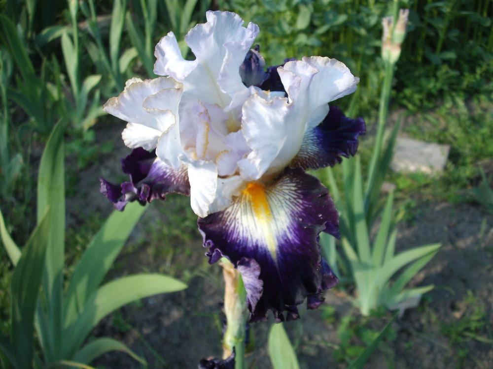 Photo of Tall Bearded Iris (Iris 'Publicity Stunt') uploaded by pasla3