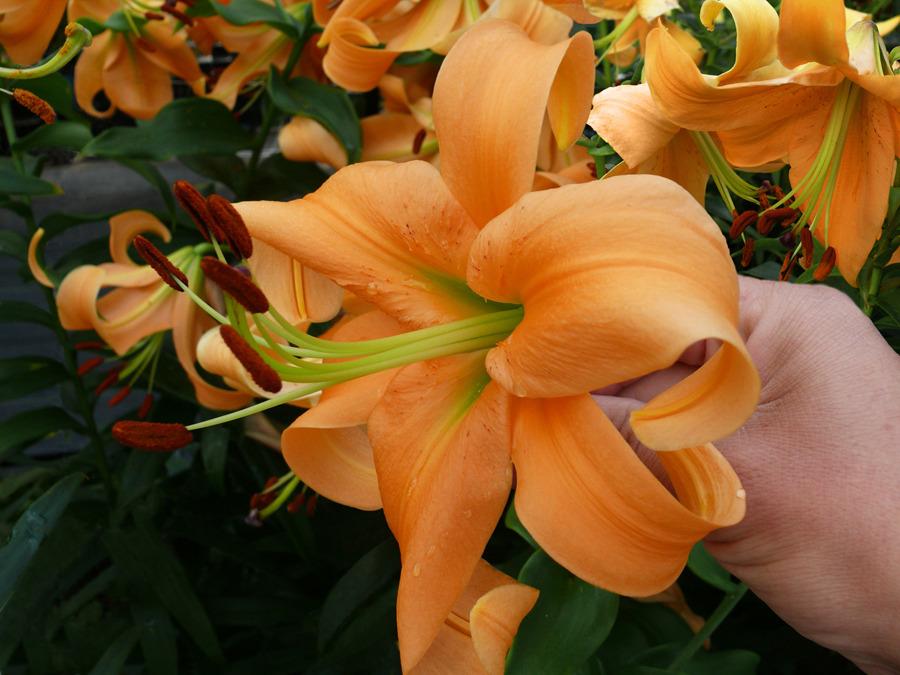 Photo of Lily (Lilium 'Orange Space') uploaded by Calif_Sue