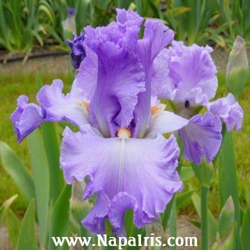 Photo of Tall Bearded Iris (Iris 'Excuse Me Darling') uploaded by Calif_Sue