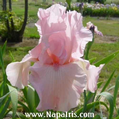 Photo of Tall Bearded Iris (Iris 'Magical Encounter') uploaded by Calif_Sue