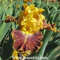 
Date: 2013-04-18
Photo courtesy of Napa Country Iris Garden