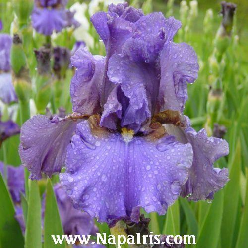 Photo of Tall Bearded Iris (Iris 'Endearing Charm') uploaded by Calif_Sue