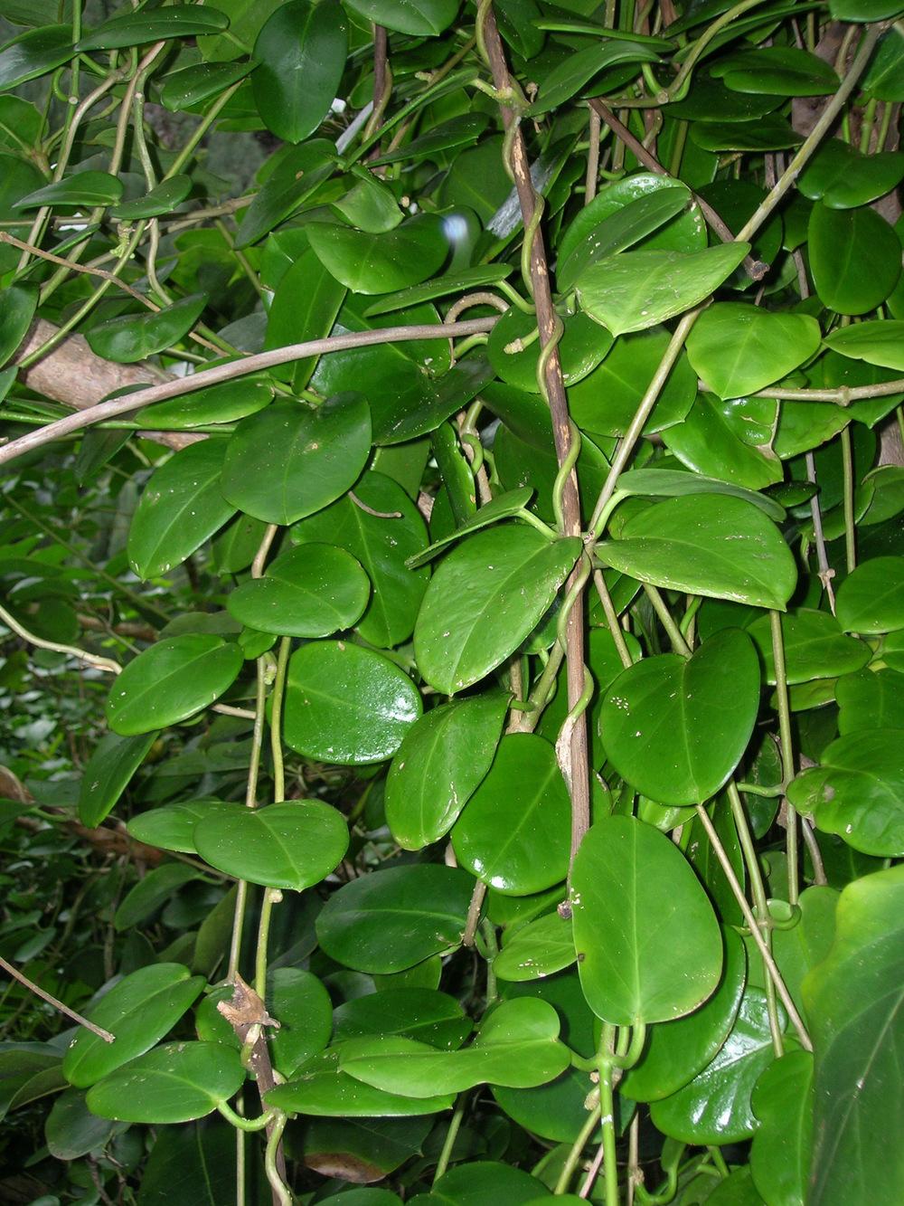 Photo of Wax Plant (Hoya australis) uploaded by admin