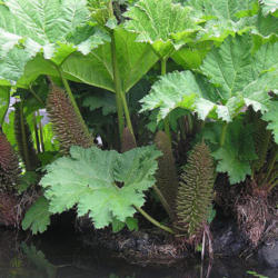 Location: In exile, Gunnera tinctoria is often called Chilean Rhubarb.
Date: 2011-01-20
Photo courtesy of: Dick Culbert