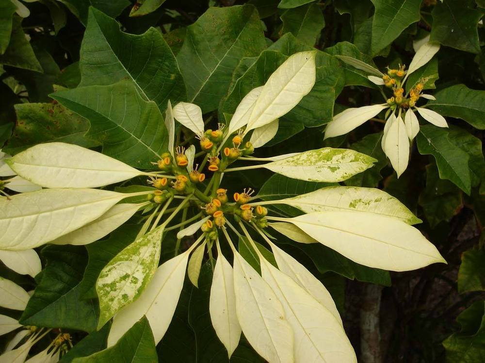 Photo of Poinsettia (Euphorbia pulcherrima) uploaded by admin