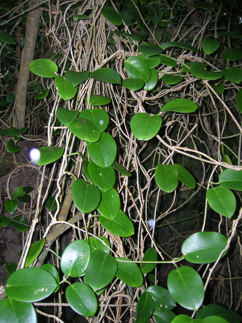 Photo of Wax Plant (Hoya australis) uploaded by admin
