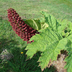 Location: Gunnera tinctoria, referred to in Chile as Nalca or Pangue
Date: 2011-01-20
Photo courtesy of: Dick Culbert