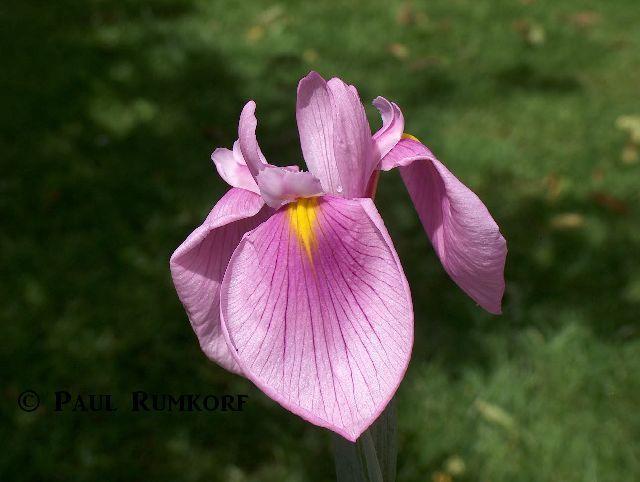 Photo of Japanese Iris (Iris ensata 'Rose Queen') uploaded by vanozzi