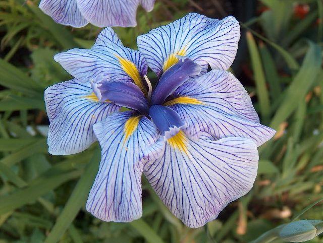 Photo of Japanese Iris (Iris ensata 'Geisha Gown') uploaded by vanozzi