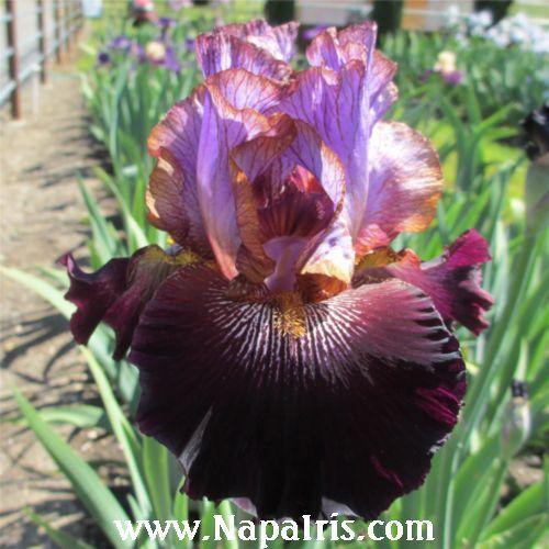 Photo of Tall Bearded Iris (Iris 'One of a Kind') uploaded by Calif_Sue