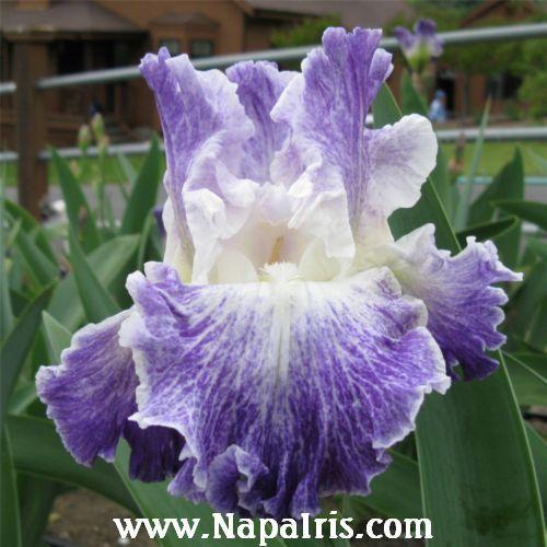 Photo of Tall Bearded Iris (Iris 'Moonlit Water') uploaded by Calif_Sue