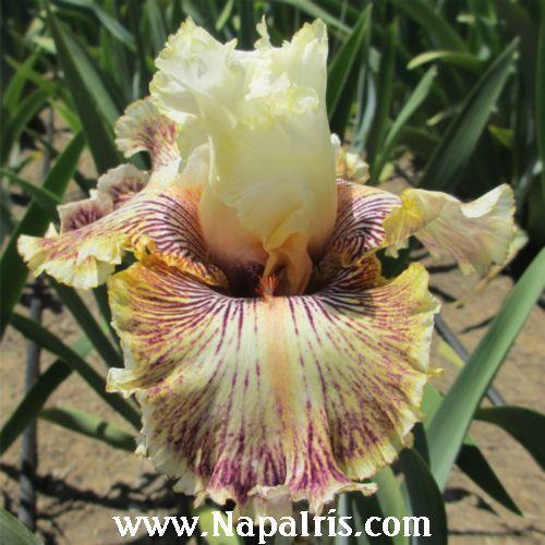 Photo of Tall Bearded Iris (Iris 'Insaniac') uploaded by Calif_Sue