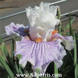 
Date: 2013-04-25
Photo courtesy of Napa Country Iris Garden