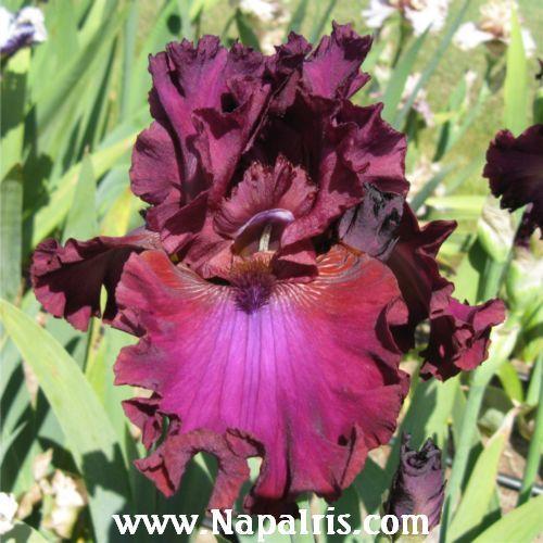 Photo of Tall Bearded Iris (Iris 'Palace Symphony') uploaded by Calif_Sue