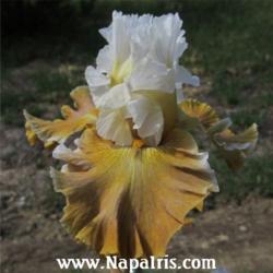 
Date: 2012-06-04
Photo courtesy of Napa Country Iris Garden