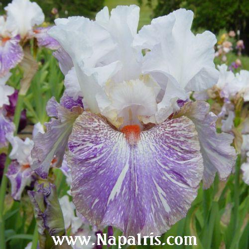 Photo of Tall Bearded Iris (Iris 'Painted Lady Lavender') uploaded by Calif_Sue