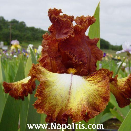 Photo of Border Bearded Iris (Iris 'Parquet Lady') uploaded by Calif_Sue