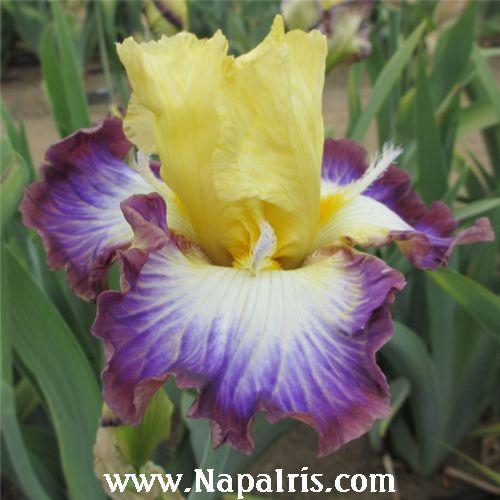 Photo of Tall Bearded Iris (Iris 'Point of No Return') uploaded by Calif_Sue