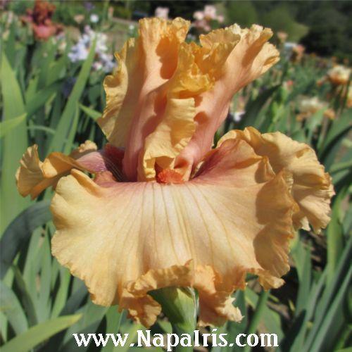 Photo of Tall Bearded Iris (Iris 'Pretty Swish') uploaded by Calif_Sue
