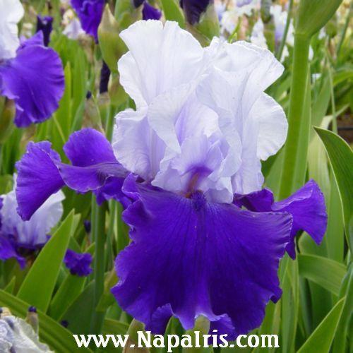 Photo of Tall Bearded Iris (Iris 'Over Alaska') uploaded by Calif_Sue