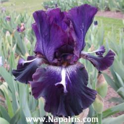 
Date: 2012-05-02
Photo courtesy of Napa Country Iris Garden