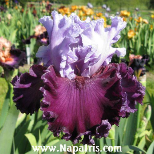 Photo of Tall Bearded Iris (Iris 'Pageant's Gown') uploaded by Calif_Sue