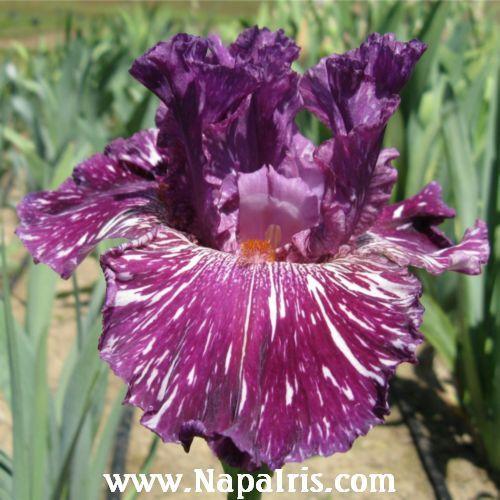 Photo of Tall Bearded Iris (Iris 'Peekaboo Zebu') uploaded by Calif_Sue