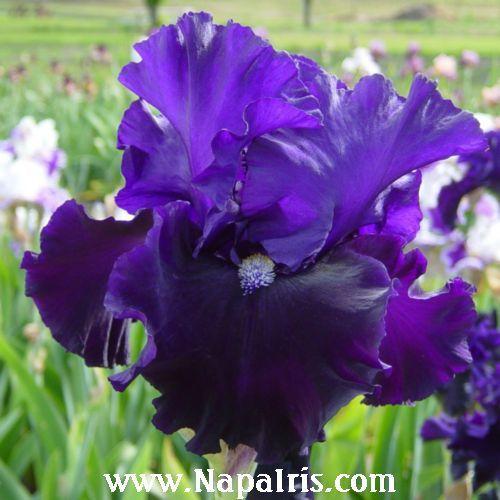 Photo of Tall Bearded Iris (Iris 'Midnight Cowboy') uploaded by Calif_Sue