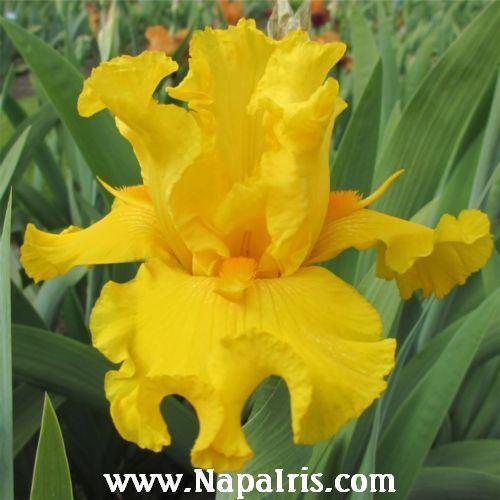 Photo of Tall Bearded Iris (Iris 'Glitter Gulch') uploaded by Calif_Sue