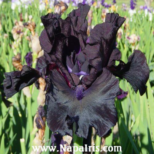 Photo of Tall Bearded Iris (Iris 'Midnight Oil') uploaded by Calif_Sue