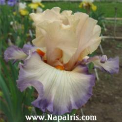 
Date: 2008-05-27
Photo courtesy of Napa Country Iris Garden