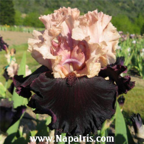 Photo of Tall Bearded Iris (Iris 'Midnight Rose') uploaded by Calif_Sue
