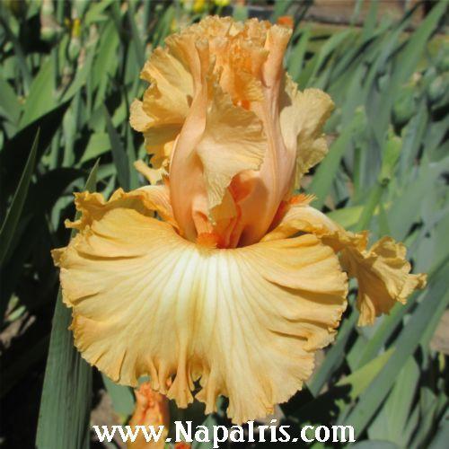 Photo of Tall Bearded Iris (Iris 'Orange Juice') uploaded by Calif_Sue