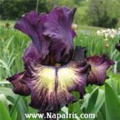 Photo courtesy of Napa Country Iris Garden
