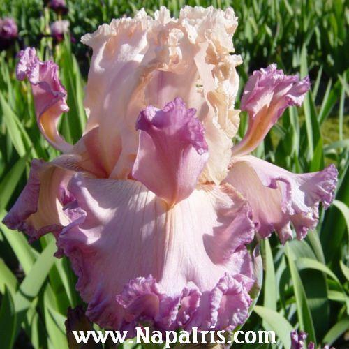 Photo of Tall Bearded Iris (Iris 'Petal Pushers') uploaded by Calif_Sue