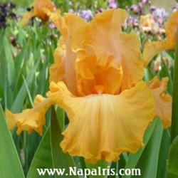 
Date: 2003-05-16
Photo courtesy of Napa Country Iris Garden