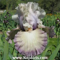 
Date: 2010-04-23
Photo courtesy of Napa Country Iris Garden