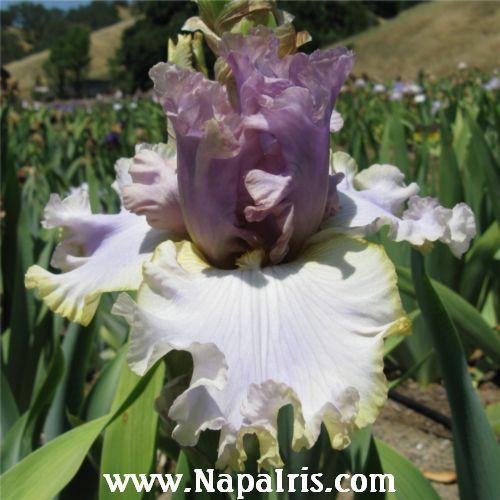 Photo of Tall Bearded Iris (Iris 'Kiss Me Please') uploaded by Calif_Sue