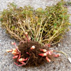Location: WA, USA
Date: 2013-10-20
Oca 'Sunset', entire plant with tubers (early pull, so tubers are