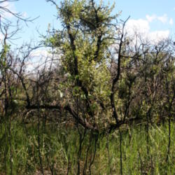Location: Banksia serrata, shooting from epicormic buds after fire, Booti Booti National Park sth of Forster-Tuncurry
Date: 2013-05-23
Photo courtesy of:  Casliber