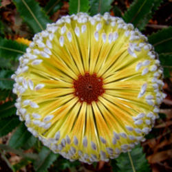 Location: A saw banksia/old man banksia flowering cone (Banksia serrata), as seen from above. Photographed in the Blue Mountains, New South Wales, Australia
Date: 2009-06-05
Photo courtesy of:  Bjorn Christian Torrissen