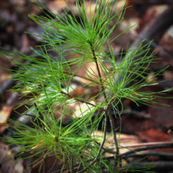 Location: Eastern White Pine Pinus strobus seedling a few years old, Appalachian Park, Northampton County, Pennsylvania.
Date: 2013-01-14
Photo courtesy of: Nicholas A. Tonelli